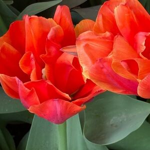 Meet your Posher, Brenda